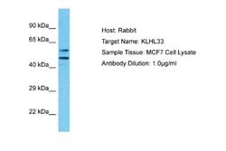 KLHL33 Rabbit anti-Human, Polyclonal, Novus Biologicals 0.1ml; Unconjugated:Antibodies,